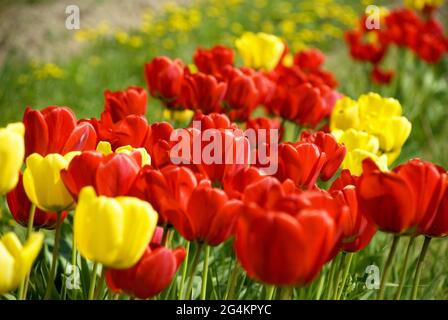 Campo con rosso e tulipani gialli Foto Stock