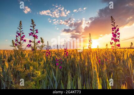 Tramonto su campo di grano fresco e fiori selvatici Foto Stock