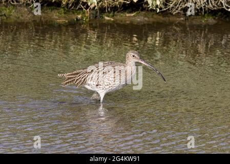 Un Curlew, Numenius arquata, che si nutre delle paludi. Foto Stock