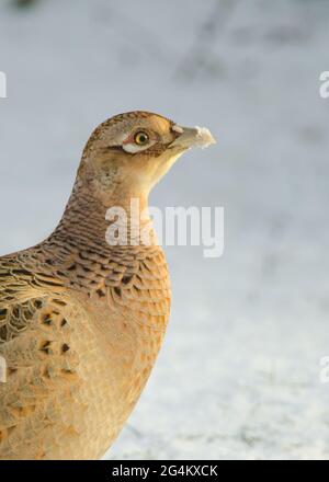 Ritratto di un fagiano di gallina 281110 Foto Stock