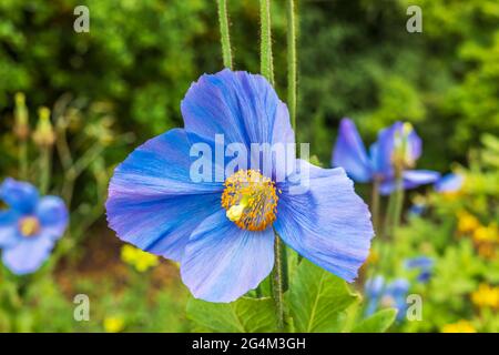 Blu vivace Meconopsis conosciuto anche come fiore blu papavero primo piano. Foto Stock