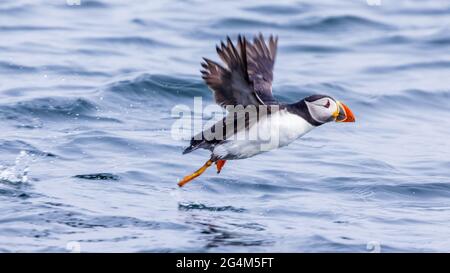 carino puffin prendere il volo dalla superficie del mare farne isole northumbria uk Foto Stock