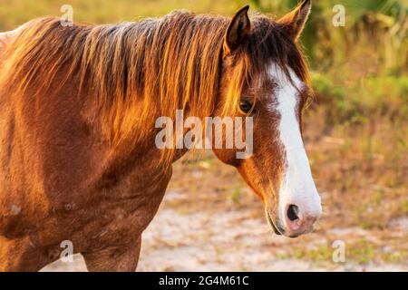 Wild Horse (Equus feral) pascolo sulla Cumberland Island National Seashore, Georgia Foto Stock