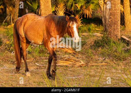 Wild Horse (Equus feral) pascolo sulla Cumberland Island National Seashore, Georgia Foto Stock