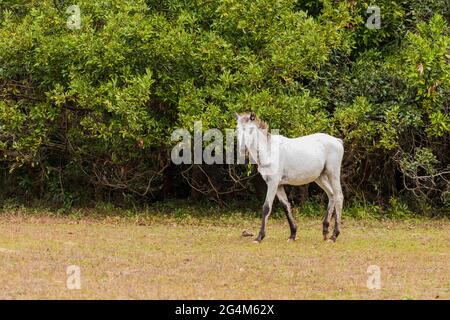 Wild Horse (Equus Feral) sul Cumberland Island National Seashore, Georgia un'isola barriera Foto Stock