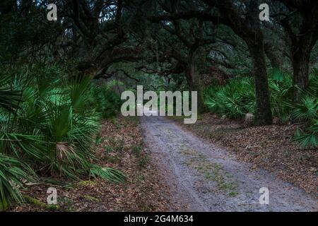 Foresta marittima sulla Cumberland Island National Seashore, Georgia un'isola barriera Foto Stock