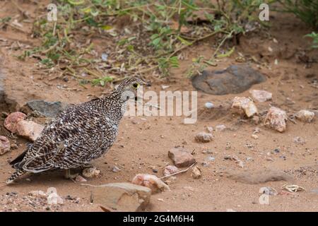 Femmina di sandgrouse a doppia banda (Pterocles bicinctus) che cammina a terra nel Parco Nazionale Kruger, Sud Africa con spazio per la copia e backgrou sfocato Foto Stock