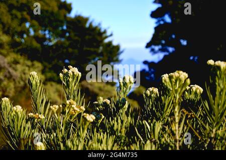 Splendida vista sui fiori bianchi nel prato Foto Stock