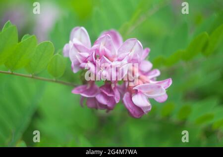 Acacia rosa fiore cespuglio su uno sfondo ruggito. Foto estate floreale. Foto Stock