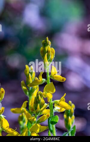 Cespuglio genista tinctoria che cresce nella foresta Foto Stock