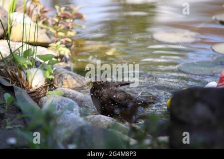 Ricattolo giovanile dopo il bagno in stagno giardino con gocce d'acqua, Turdus merula, Germania Foto Stock
