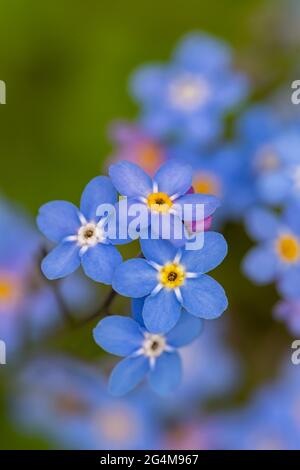 Fiori Myosotis in giardino Foto Stock