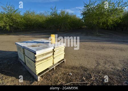 Alveari per l'impollinazione agricola delle colture durante la morte dell'alveare nel mondo - api 'di miele 'che sono spostate in dal commercio dell'apicoltura ogni anno Foto Stock