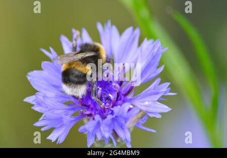 api raccolta nettare da fiori Foto Stock