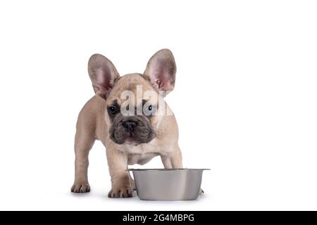 Adorabile cucciolo francese cucciolo di Bulldog pegno, in piedi accanto alla ciotola di metallo. Guardando verso la fotocamera con gli occhi blu. Isolato su sfondo bianco. Foto Stock