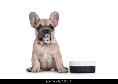 Adorabile cucciolo francese di Bulldog pegno, seduto accanto alla ciotola di cibo in ceramica. Isolato su sfondo bianco. Foto Stock