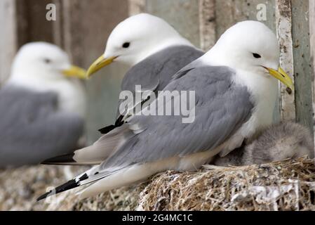 Il Kittiwake e' un mare che si affaccia sull'oceano e ritorna ai tradizionali siti di nidificazione della scogliera intorno alla costa del Regno Unito. Foto Stock