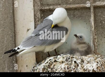 Il Kittiwake e' un mare che si affaccia sull'oceano e ritorna ai tradizionali siti di nidificazione della scogliera intorno alla costa del Regno Unito. Foto Stock