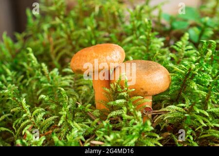 Due funghi di latte di zafferano in muschio. Lactarius deliciosus closeup di funghi. Fungo di foresta. Messa a fuoco selettiva - immagine Foto Stock