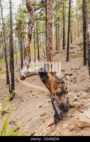 Danni da incendio a pinus canariensis, pino nella foresta di Ifonche, Barranco de Inferno, Adeje, Tenerife, Isole Canarie, Spagna Foto Stock