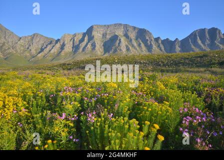 Sud Africa Foto Stock