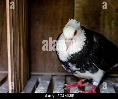 Piccione domestico in piedi su un loft di bambù Foto Stock