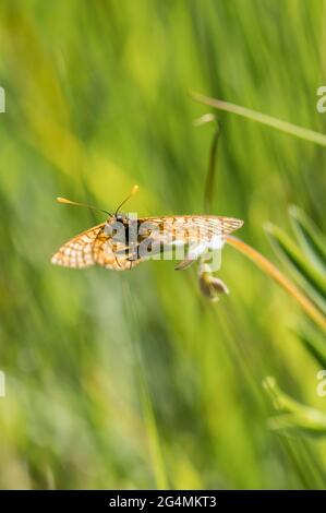 Marsh fritillary farfalla di riposo e di guardia territorio Foto Stock