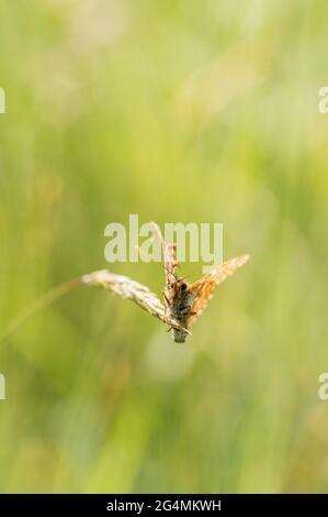 Marsh fritillary farfalla di riposo e di guardia territorio Foto Stock