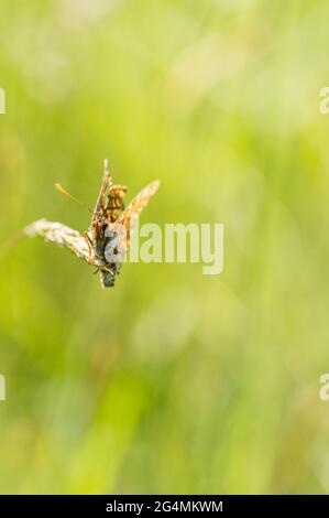 Marsh fritillary farfalla di riposo e di guardia territorio Foto Stock