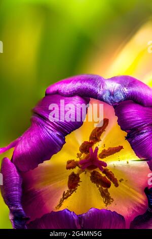 Primo piano di Tulip Face Foto Stock