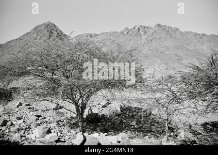 Timna Park, Arava, Rift Valley, Israele Foto Stock