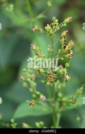 hoverfly visitando una pianta di figwort per nettare Foto Stock