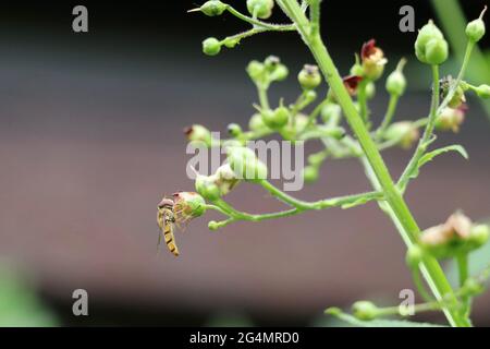 hoverfly visitando una pianta di figwort per nettare Foto Stock