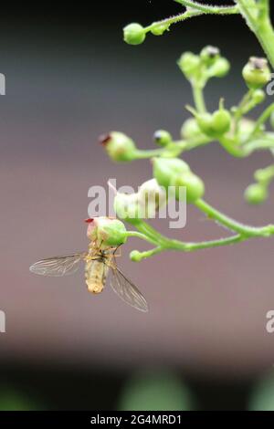 hoverfly visitando una pianta di figwort per nettare Foto Stock