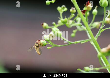 hoverfly visitando una pianta di figwort per nettare Foto Stock