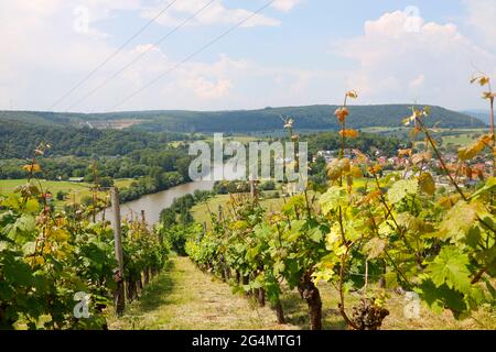 La Valle del Neckar, Vista dalla Michelsberg, Gundelsheim, Baden-Württemberg, Germania, Europa . Foto Stock