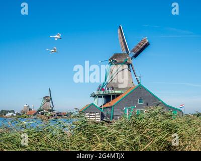 Lo storico mulino a vento classico chiamato De Kat (il gatto) a Zaan Schans, Paesi Bassi Foto Stock