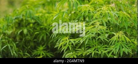 Legal Green Marijuana foglie di Cannabis che crescono in Fattoria nel giorno d'estate, bel Cannabis sfondo. Coltura sfondo. Coltivazione di marijuana Foto Stock