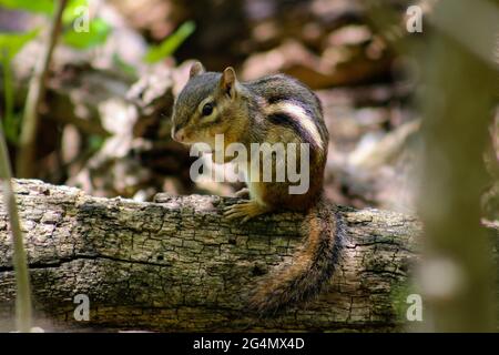 Un piccolo e felice chipmunk. Foto Stock