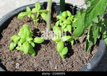 pianta di pomodoro e basilico in un secchio Foto Stock