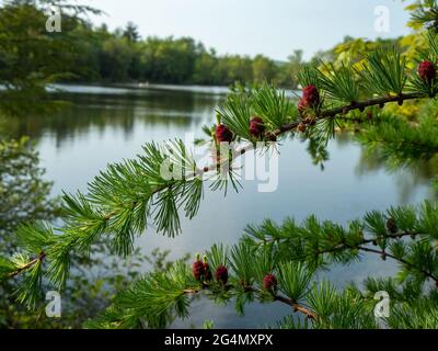 Larice che domina il lago nelle montagne Pocono della Pennsylvania Foto Stock