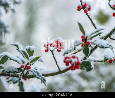 bacche di agrifoglio ricoperte di neve Foto Stock