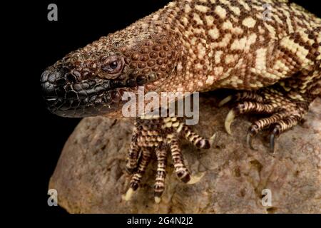 Río Fuerte Beaded Lizard (Heloderma exasperatum) Foto Stock