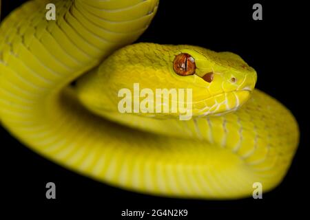 Sunda Island pitviper (Trimeresurus insularis) giallo Foto Stock