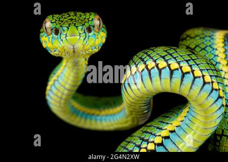 Pit Viper di Schultze (Parias schultzei) Foto Stock