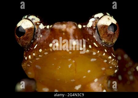 Rana di cannella (Nyctixalus pictus) Foto Stock