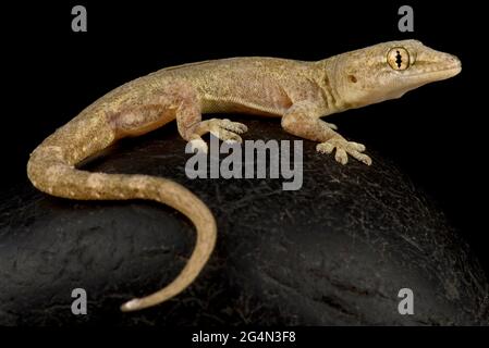 Casa comune gecko (Hemidactylus frenatus) Foto Stock