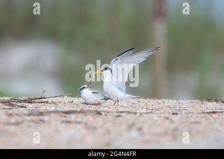 Un genitore di terna (antillarum di Sternula) che porta un pesce al suo pulcino. Foto Stock