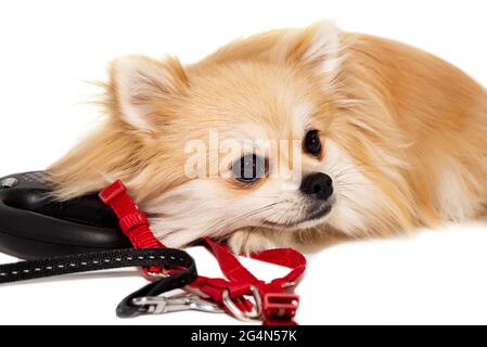 Cane. Il cane è al guinzaglio. Pomeranian su sfondo bianco. Cucciolo. Il cane sta aspettando il proprietario per una passeggiata Foto Stock