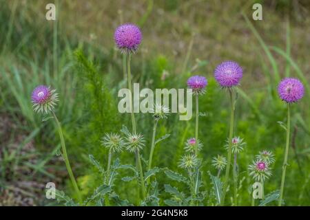 I thistles viola luminosi del globo appena cominciando a fiorire attraendo le api e gli insetti i gambi alti e il fogliame spiritoso in primavera tarda Foto Stock